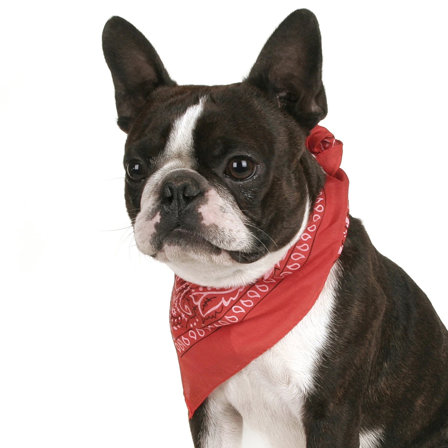 Pack of 6 Bandanas for Dog Cotton Paisley Regular Size