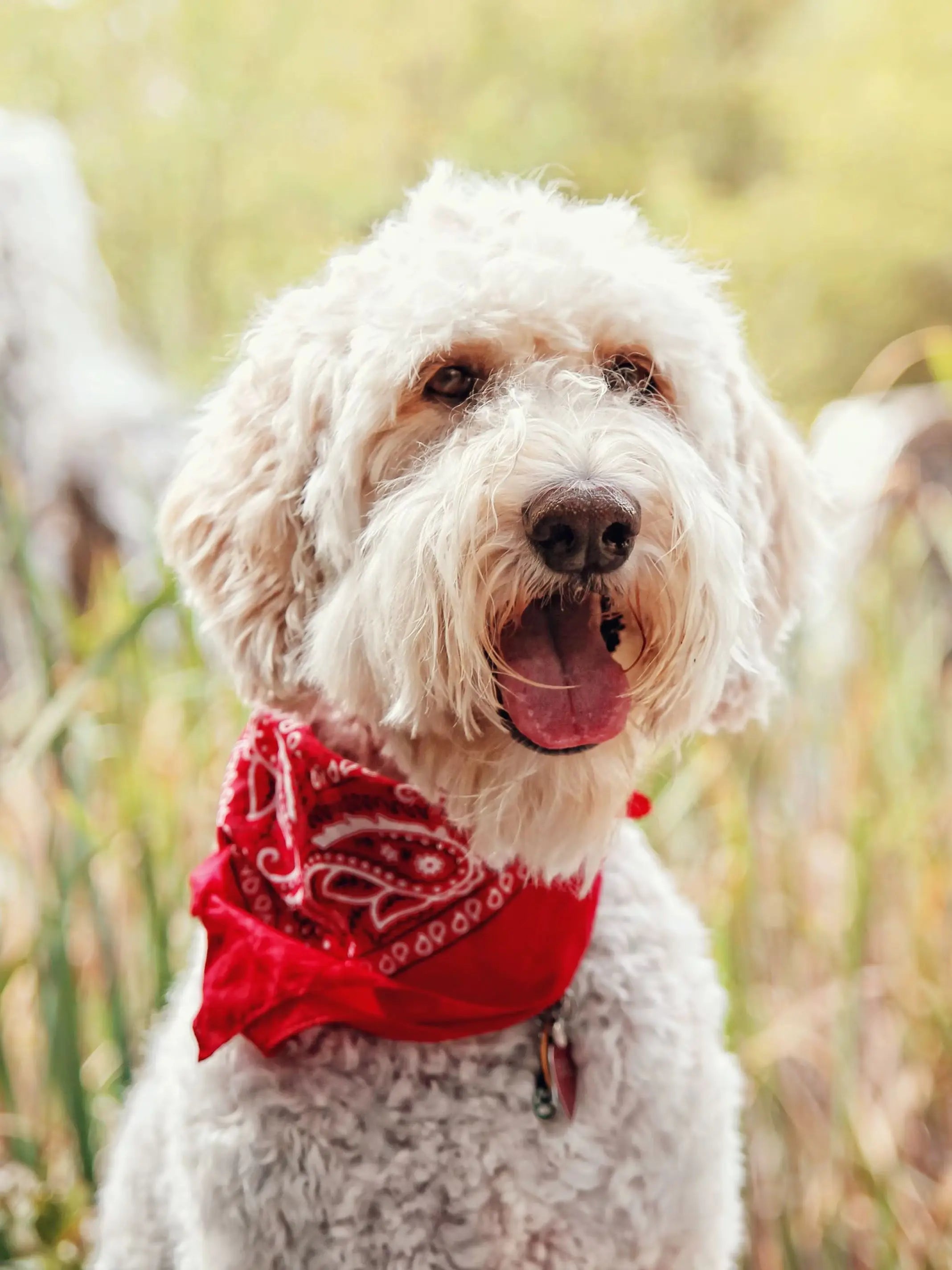 Pack of 6 Bandanas for Dog Cotton Paisley Regular Size