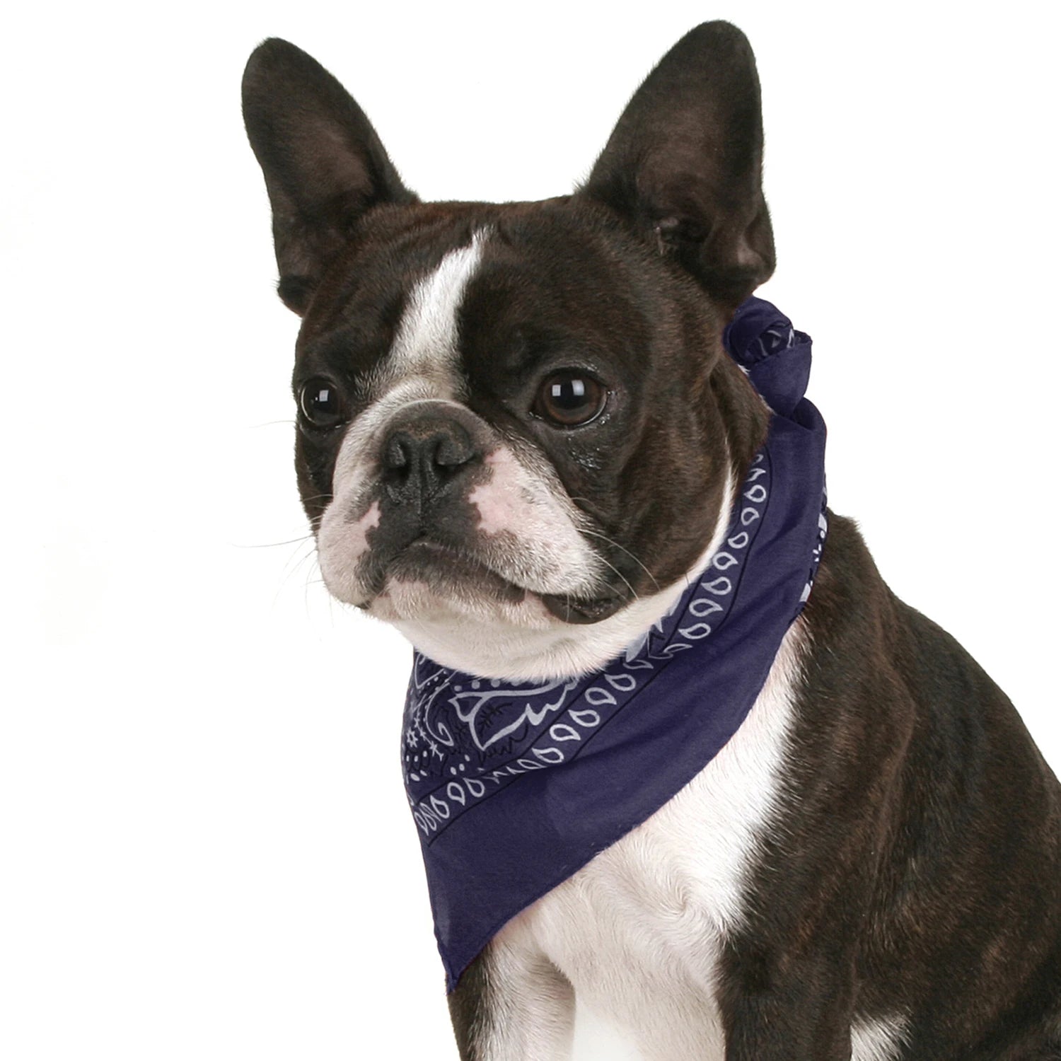 Pack of 6 Bandanas for Dog Cotton Paisley Regular Size