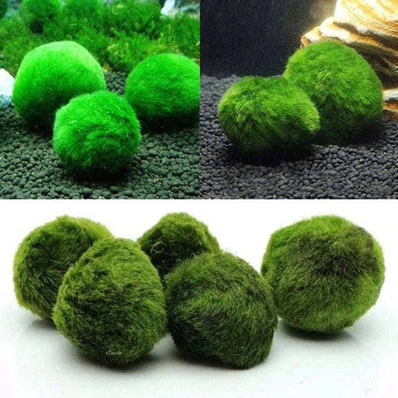 3-4cm Marimo Moss Balls