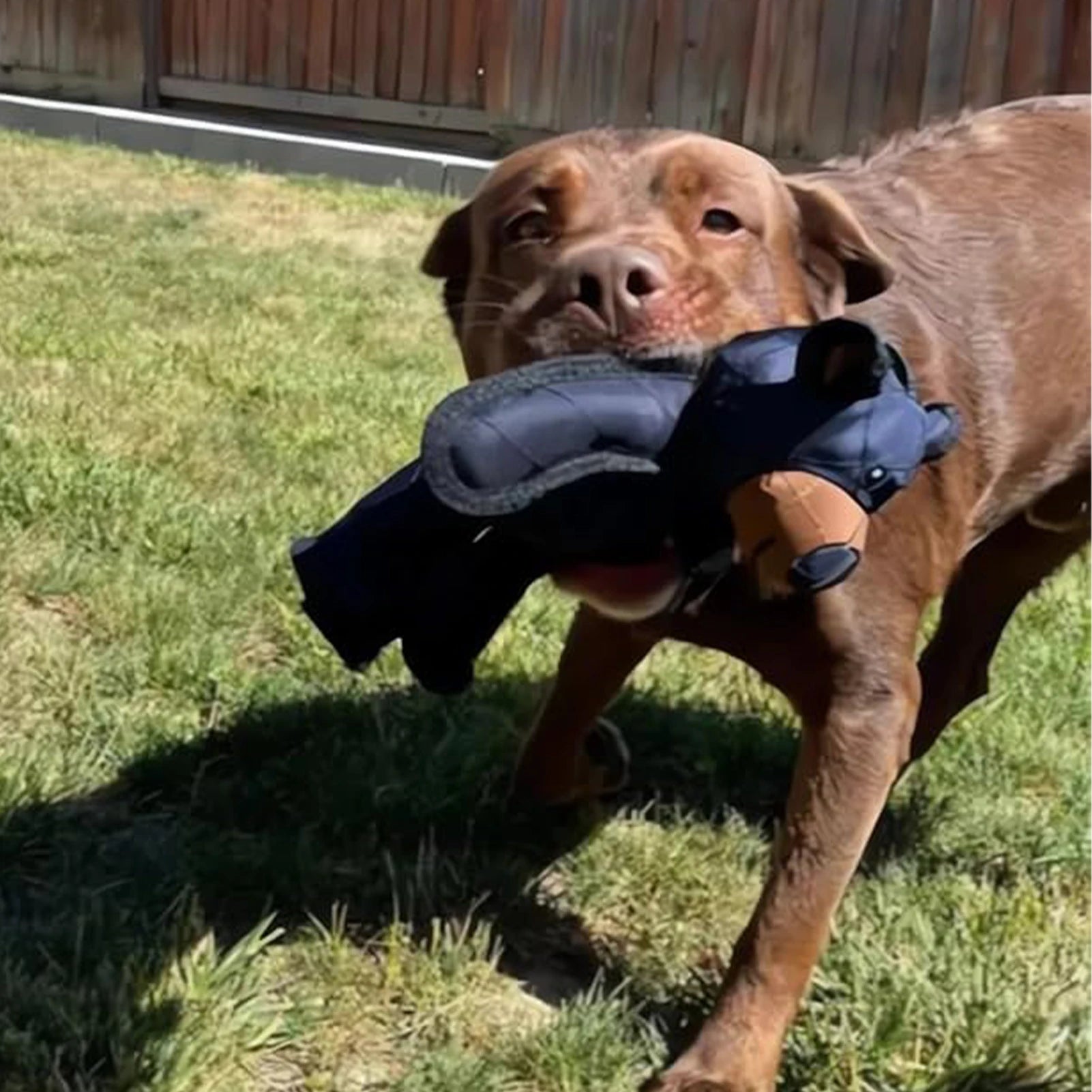 Squeaky Plush Bear Toy for Dog Unbreakable Teddy Extreme Bear