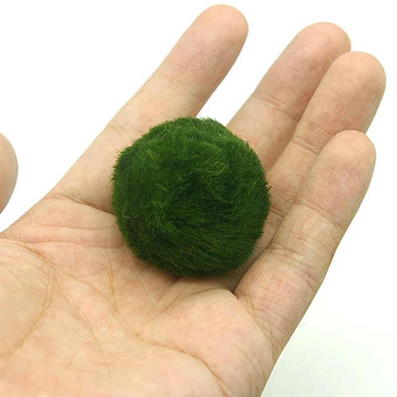 3-4cm Marimo Moss Balls