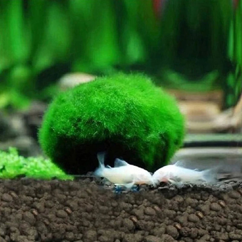 3-4cm Marimo Moss Balls