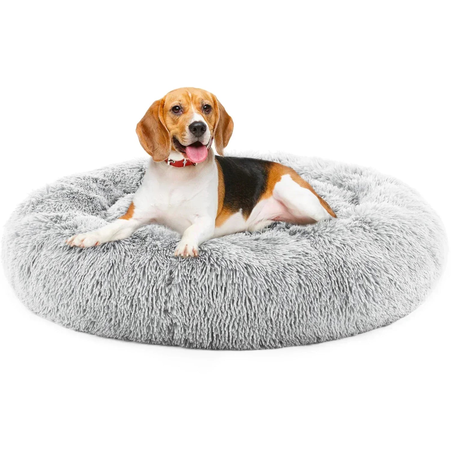 Beagle Dog