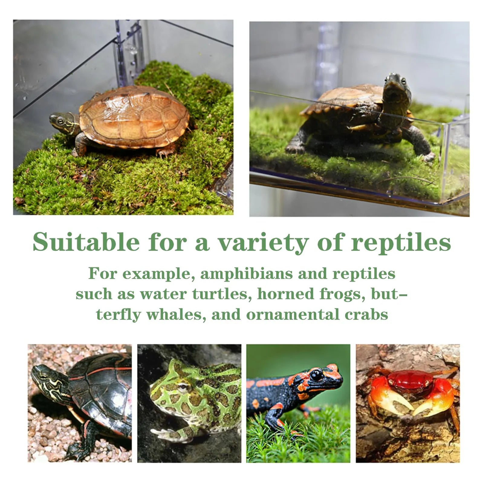 Hanging Turtle Basking Platform