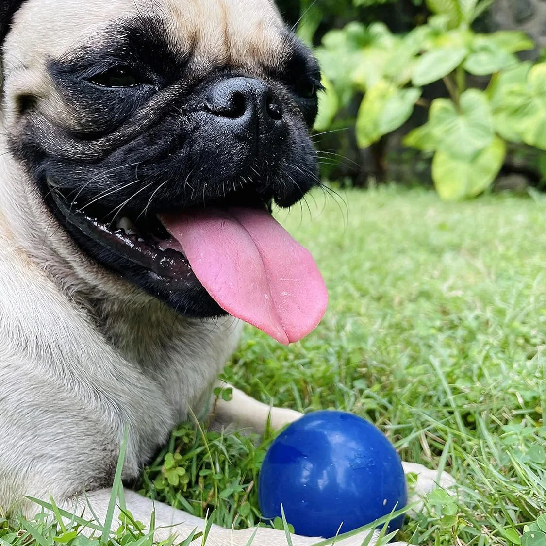 Chewy Tough Dog Ball