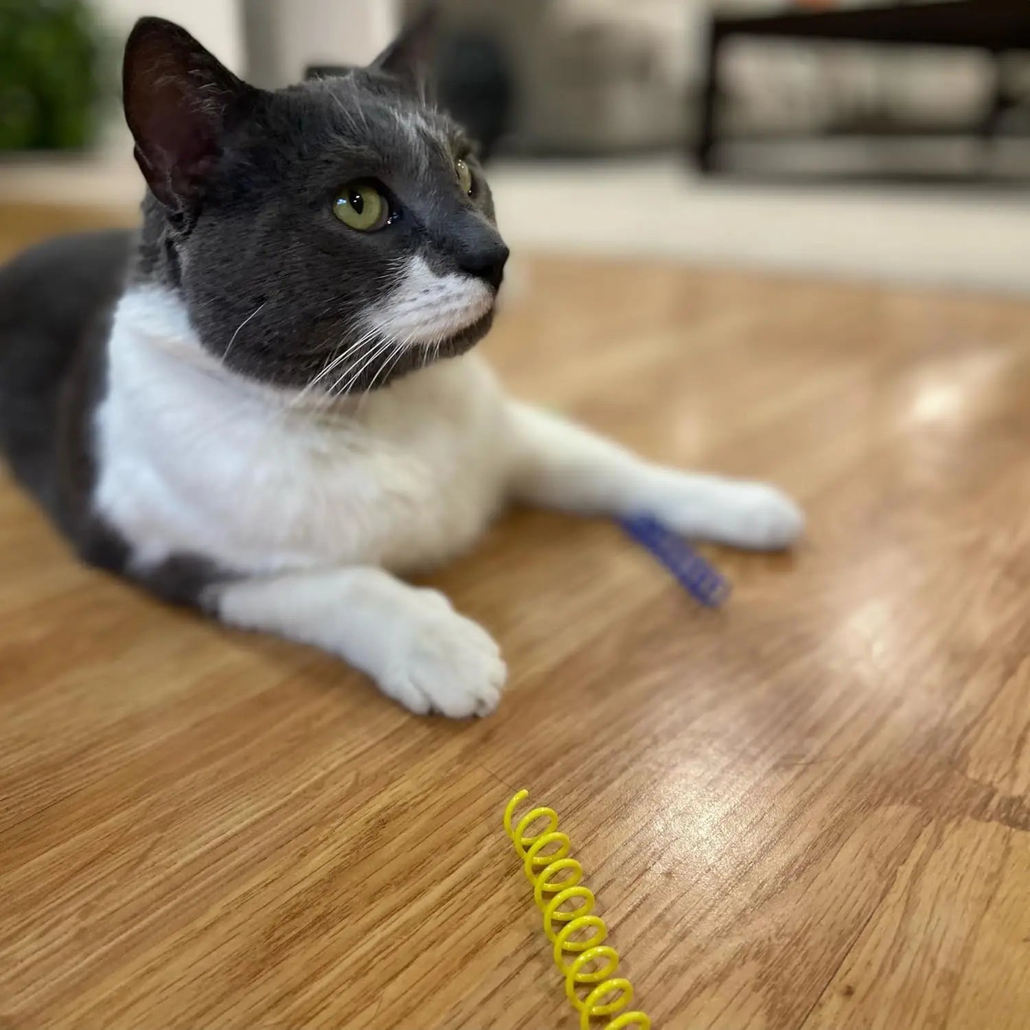 Thin colored spring cat toy - Bouncing coil suitable for medium indoor cat breeds