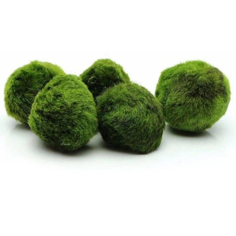 3-4cm Marimo Moss Balls