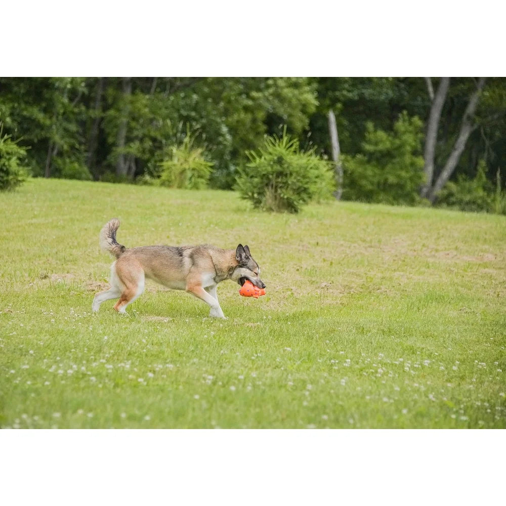 3 Pack Pig Shaped Latex Dog Toy Chew Level 1 Plush Fiber Filling Squeaker Grunting Sound Assorted Colors