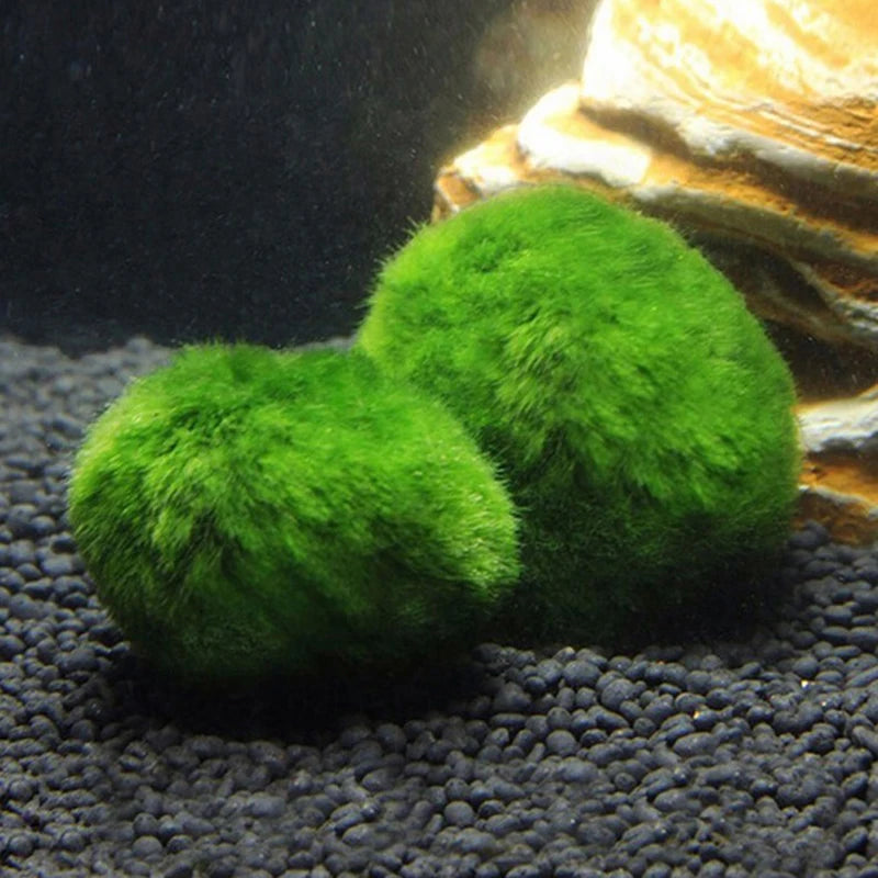 3-4cm Marimo Moss Balls